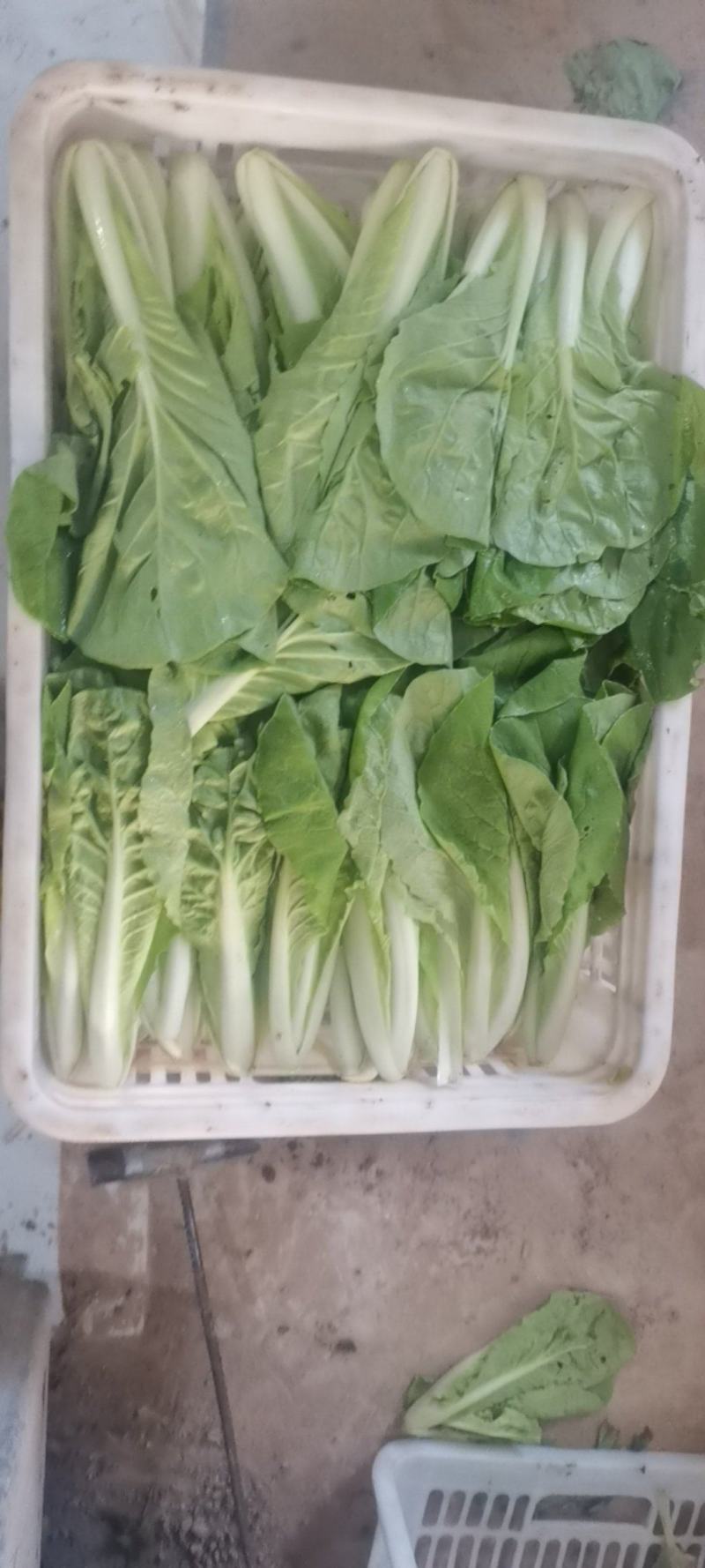 上海青蔬菜基地