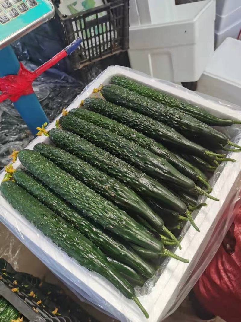 精品密刺黄瓜，产地专业代发团队，质量好，价钱合理！