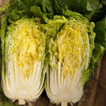 黄芽菜种子黄心菜种籽黄芽14大白菜四季蔬菜种子味甜春秋