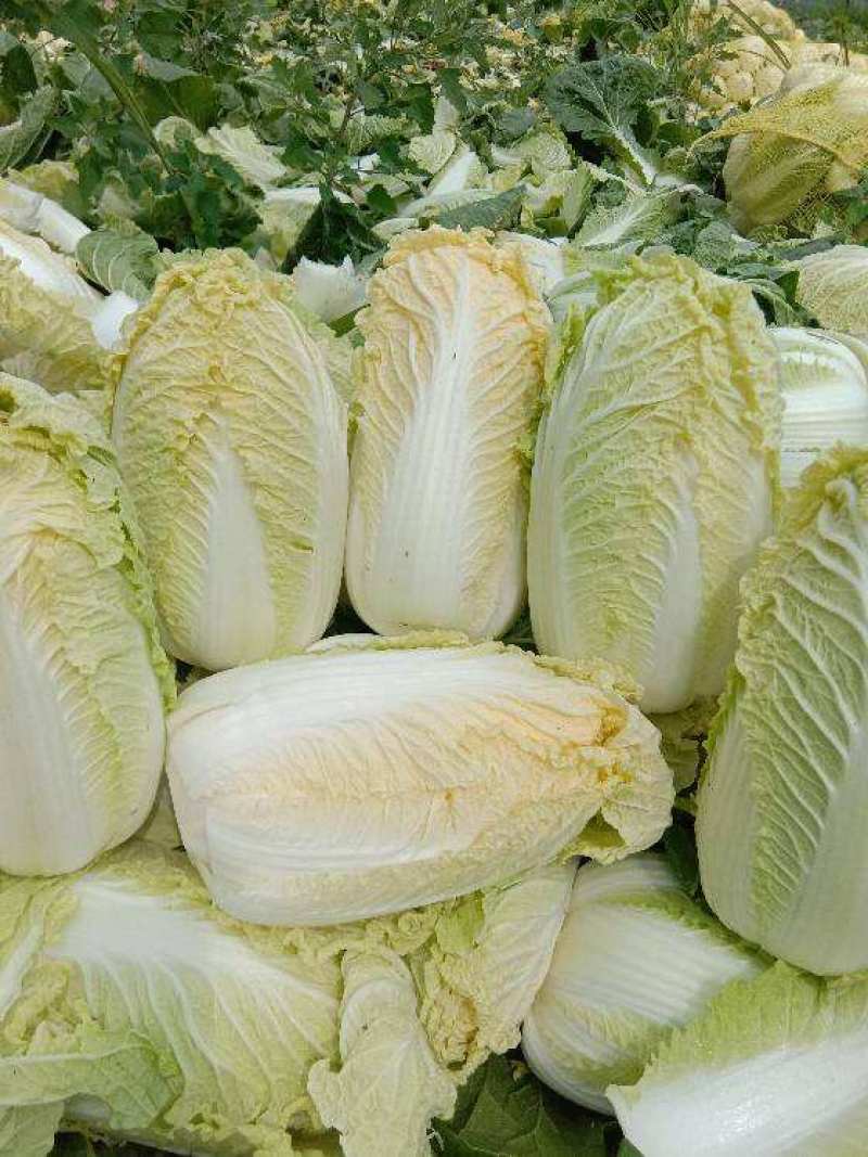 黄芽菜种子黄心菜种籽黄芽14大白菜四季蔬菜种子味甜春秋
