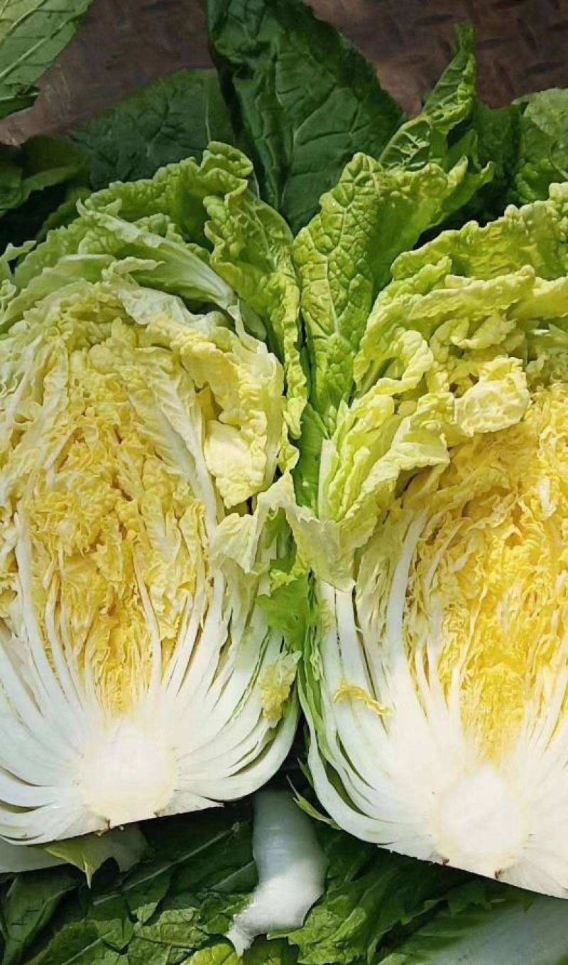黄芽菜种子黄心菜种籽黄芽14大白菜四季蔬菜种子味甜春秋
