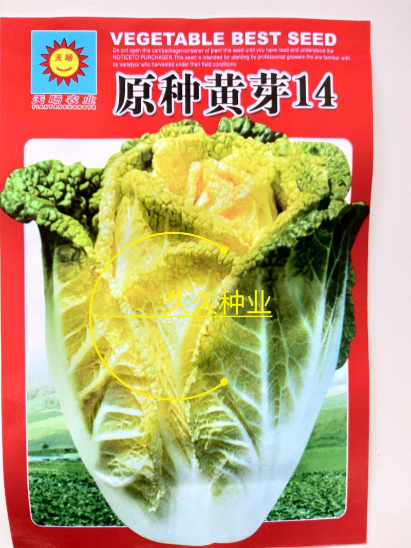 黄芽菜种子黄心菜种籽黄芽14大白菜四季蔬菜种子味甜春秋