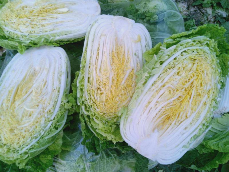 黄芽菜种子黄心菜种籽黄芽14大白菜四季蔬菜种子味甜春秋