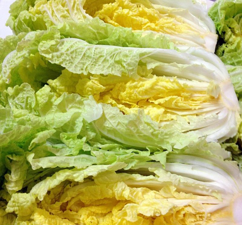 黄芽菜种子黄心菜种籽黄芽14大白菜四季蔬菜种子味甜春秋