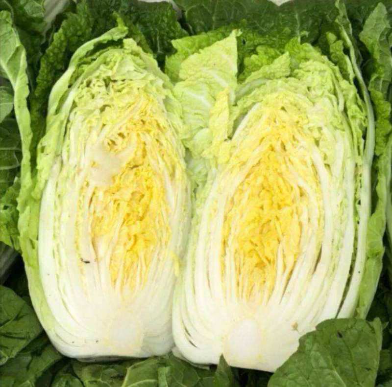 黄芽菜种子黄心菜种籽黄芽14大白菜四季蔬菜种子味甜春秋