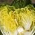 黄芽菜种子黄心菜种籽黄芽14大白菜四季蔬菜种子味甜春秋