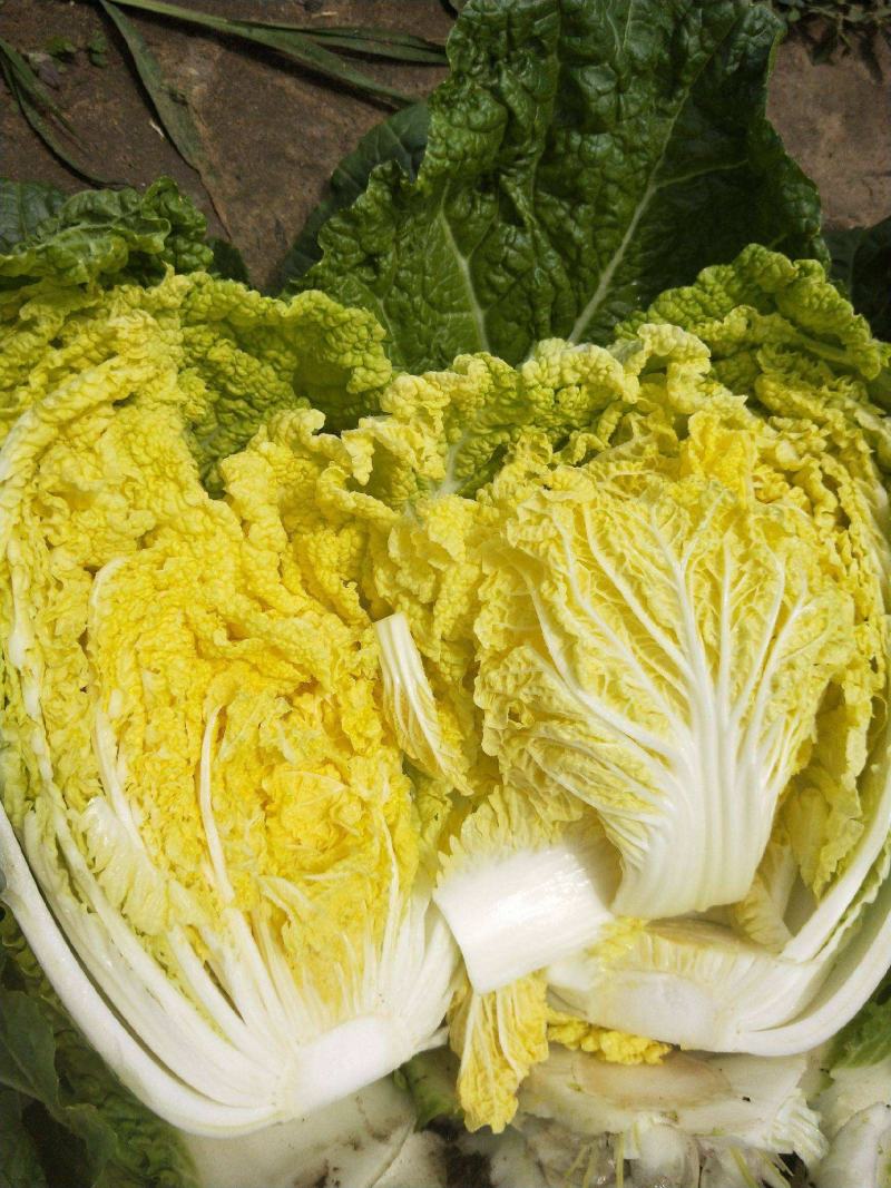 黄芽菜种子黄心菜种籽黄芽14大白菜四季蔬菜种子味甜春秋