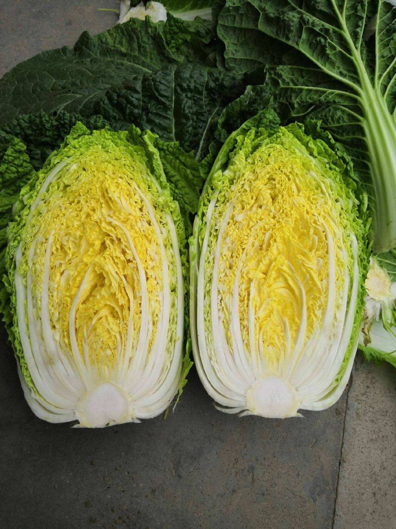 黄芽菜种子黄心菜种籽黄芽14大白菜四季蔬菜种子味甜春秋