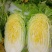 黄芽菜种子黄心菜种籽黄芽14大白菜四季蔬菜种子味甜春秋