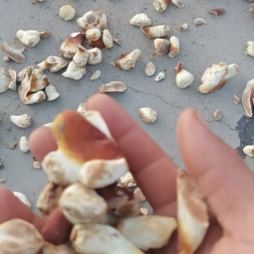 灵芝白牙产地一手货源诚信合作欢迎客户来电咨询订购
