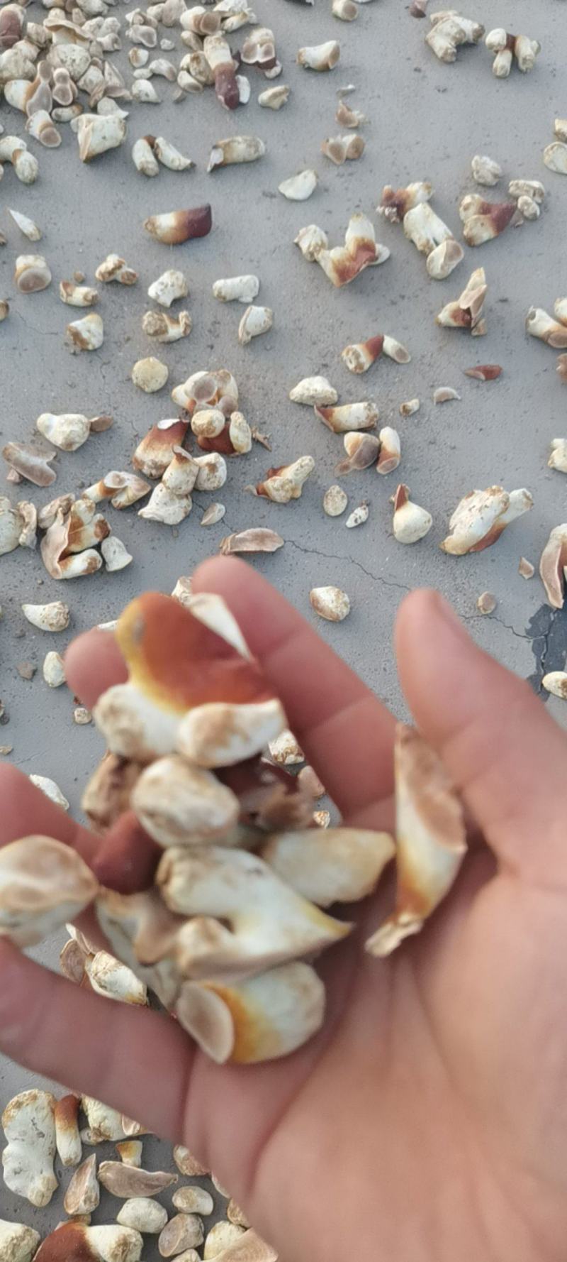 灵芝白牙产地一手货源诚信合作欢迎客户来电咨询订购