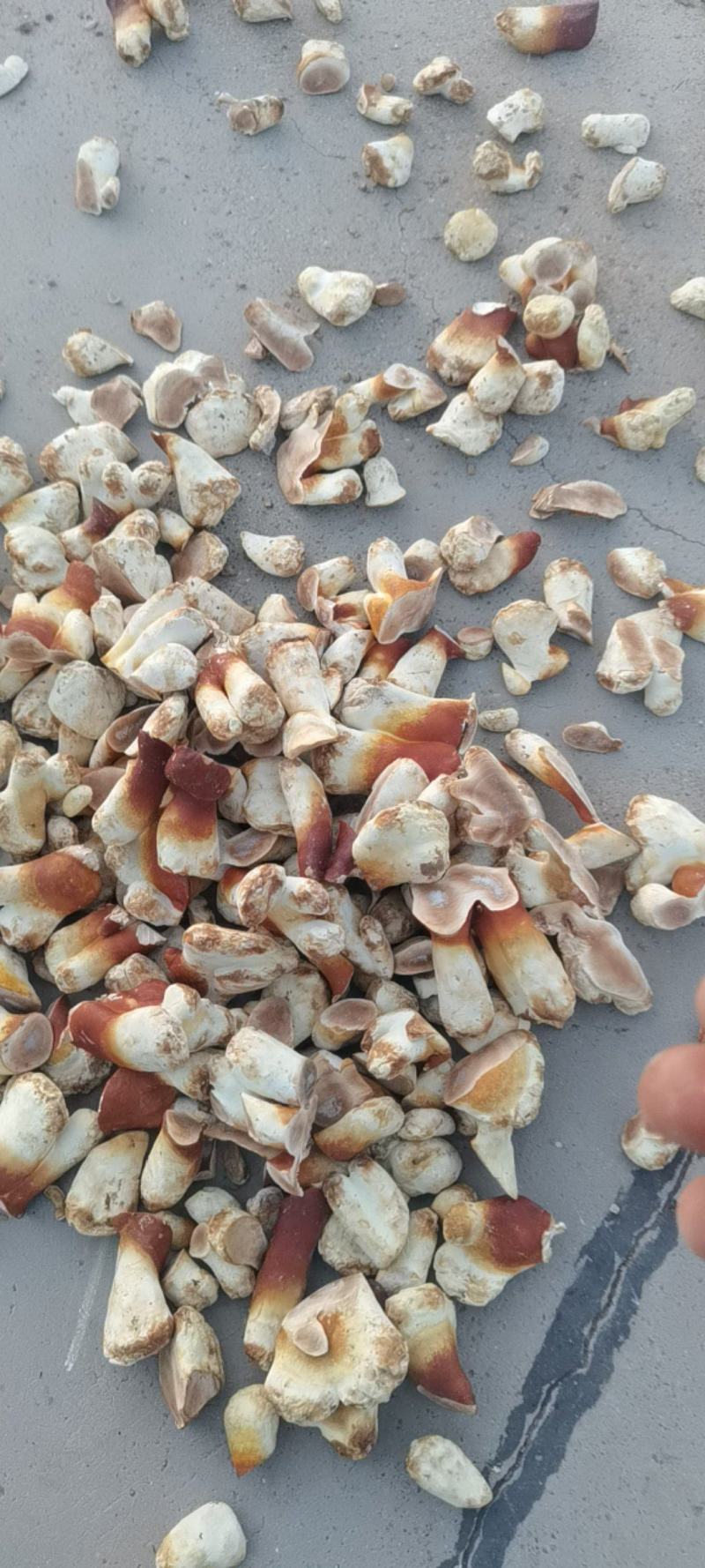 灵芝白牙产地一手货源诚信合作欢迎客户来电咨询订购