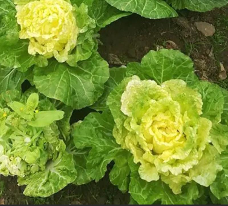 早熟黄心大白菜种籽北京小杂56包心白菜高产春夏秋四季蔬菜