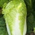 早熟黄心大白菜种籽北京小杂56包心白菜高产春夏秋四季蔬菜