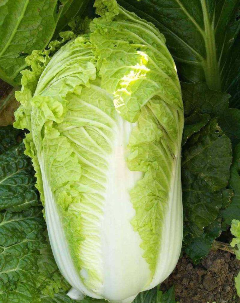 早熟黄心大白菜种籽北京小杂56包心白菜高产春夏秋四季蔬菜