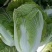 早熟黄心大白菜种籽北京小杂56包心白菜高产春夏秋四季蔬菜