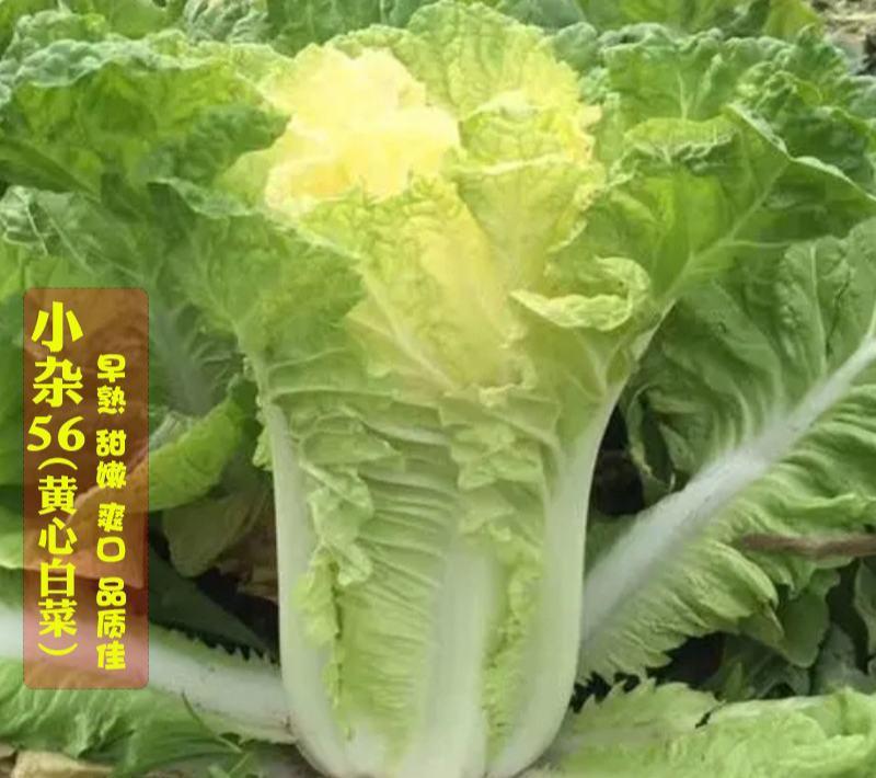 早熟黄心大白菜种籽北京小杂56包心白菜高产春夏秋四季蔬菜
