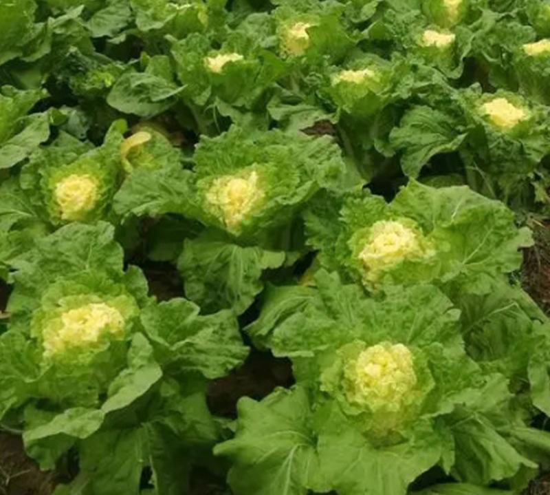 早熟黄心大白菜种籽北京小杂56包心白菜高产春夏秋四季蔬菜