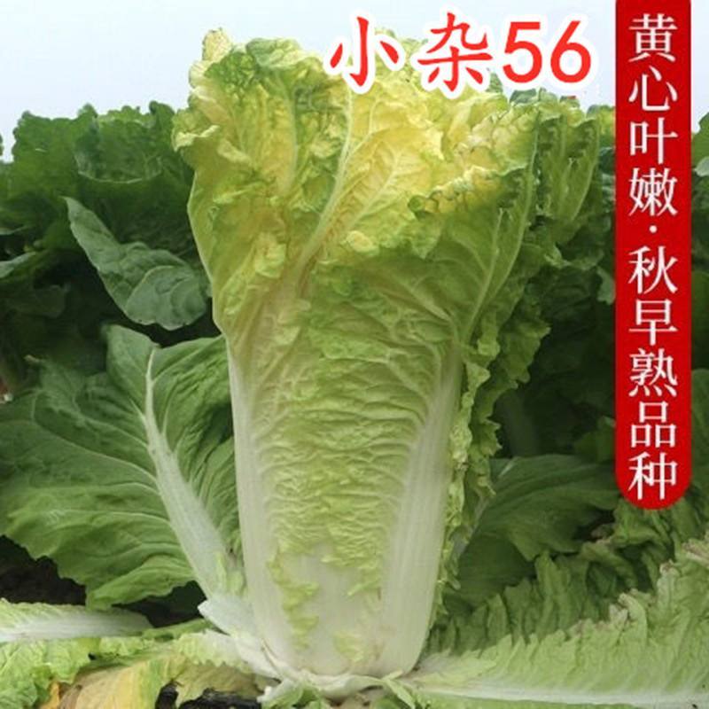 早熟黄心大白菜种籽北京小杂56包心白菜高产春夏秋四季蔬菜