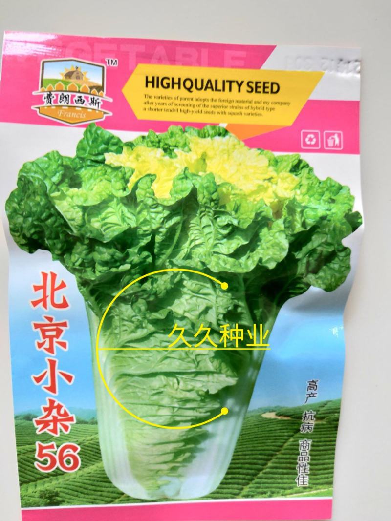 早熟黄心大白菜种籽北京小杂56包心白菜高产春夏秋四季蔬菜