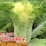早熟黄心大白菜种籽北京小杂56包心白菜高产春夏秋四季蔬菜