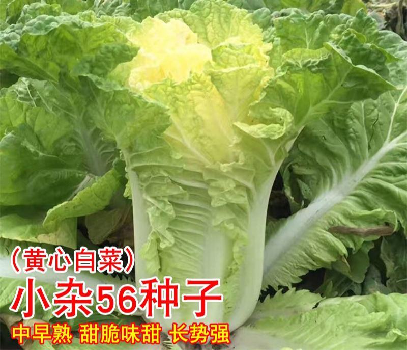 早熟黄心大白菜种籽北京小杂56包心白菜高产春夏秋四季蔬菜