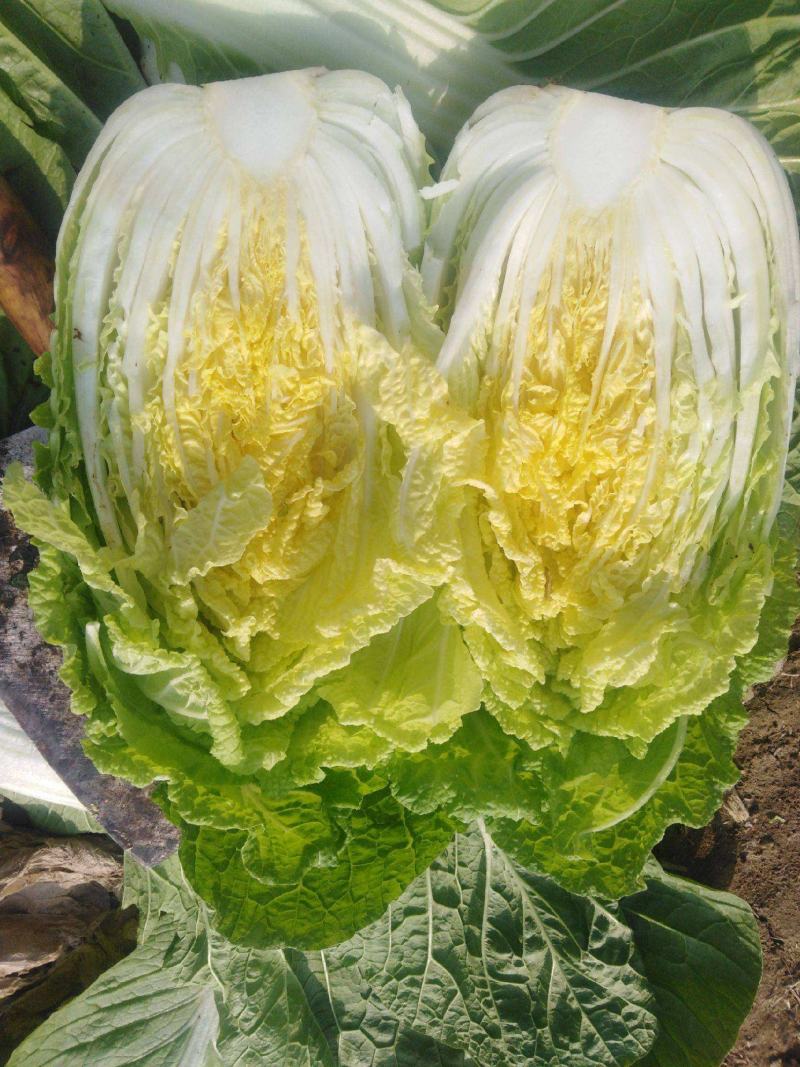 早熟黄心大白菜种籽北京小杂56包心白菜高产春夏秋四季蔬菜