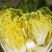 早熟黄心大白菜种籽北京小杂56包心白菜高产春夏秋四季蔬菜