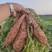 （精品）龙九蜜薯沙地种植，万亩基地，大量有货