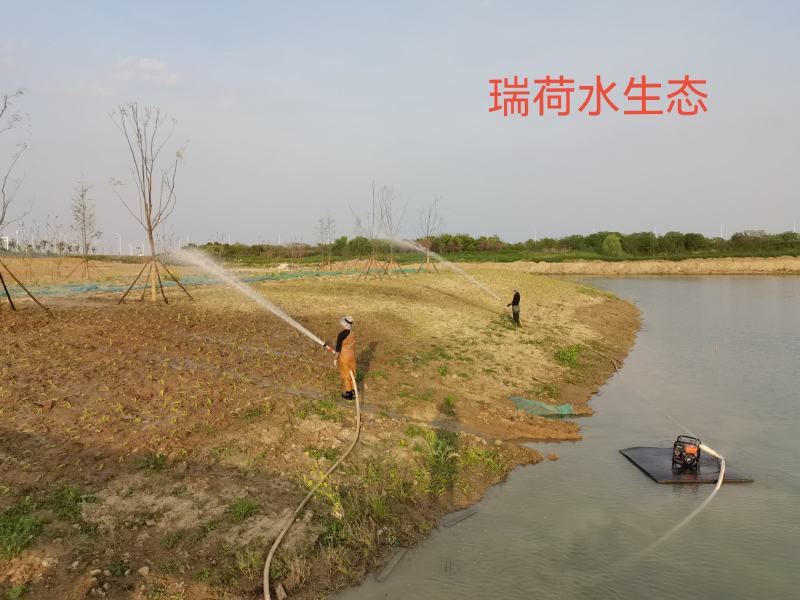鸢尾蓝花鸢尾德国蓝花鸢尾基地自产自销保质保量