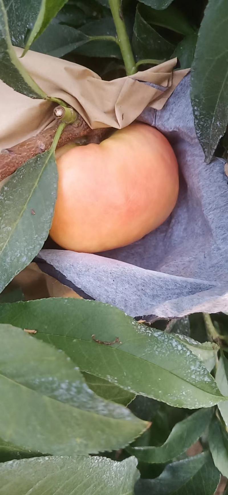 油蟠桃大量上市品质好，口感好欢迎广大客商前来釆购！