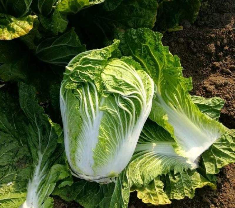白菜种子丰抗70大白菜秋季冬黄心白菜种籽正宗口感好耐寒蔬