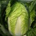 白菜种子丰抗70大白菜秋季冬黄心白菜种籽正宗口感好耐寒蔬