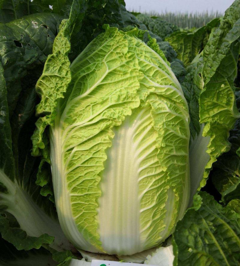 白菜种子丰抗70大白菜秋季冬黄心白菜种籽正宗口感好耐寒蔬