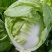 白菜种子丰抗70大白菜秋季冬黄心白菜种籽正宗口感好耐寒蔬