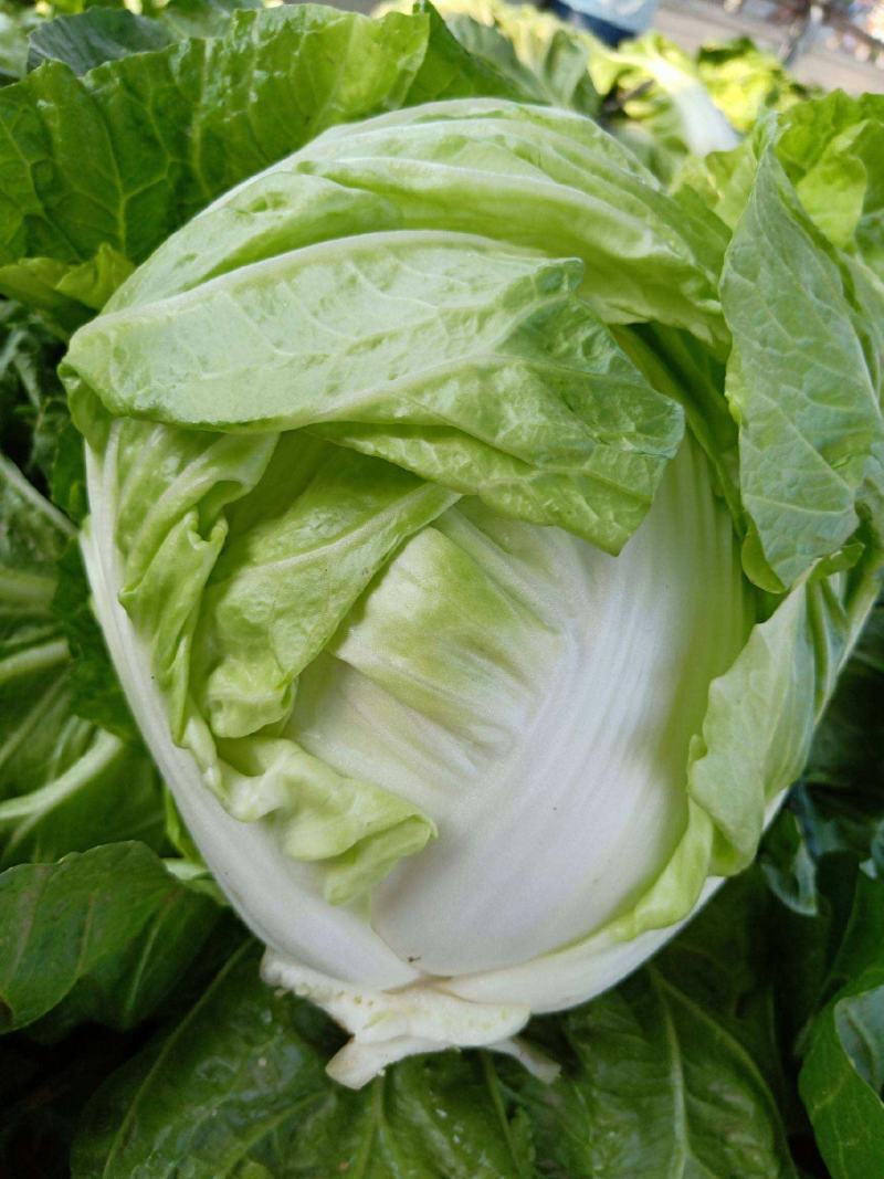 白菜种子丰抗70大白菜秋季冬黄心白菜种籽正宗口感好耐寒蔬