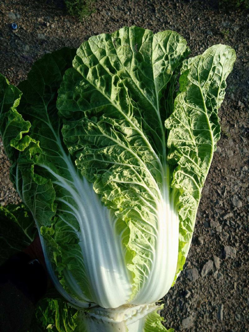 白菜种子丰抗70大白菜秋季冬黄心白菜种籽正宗口感好耐寒蔬