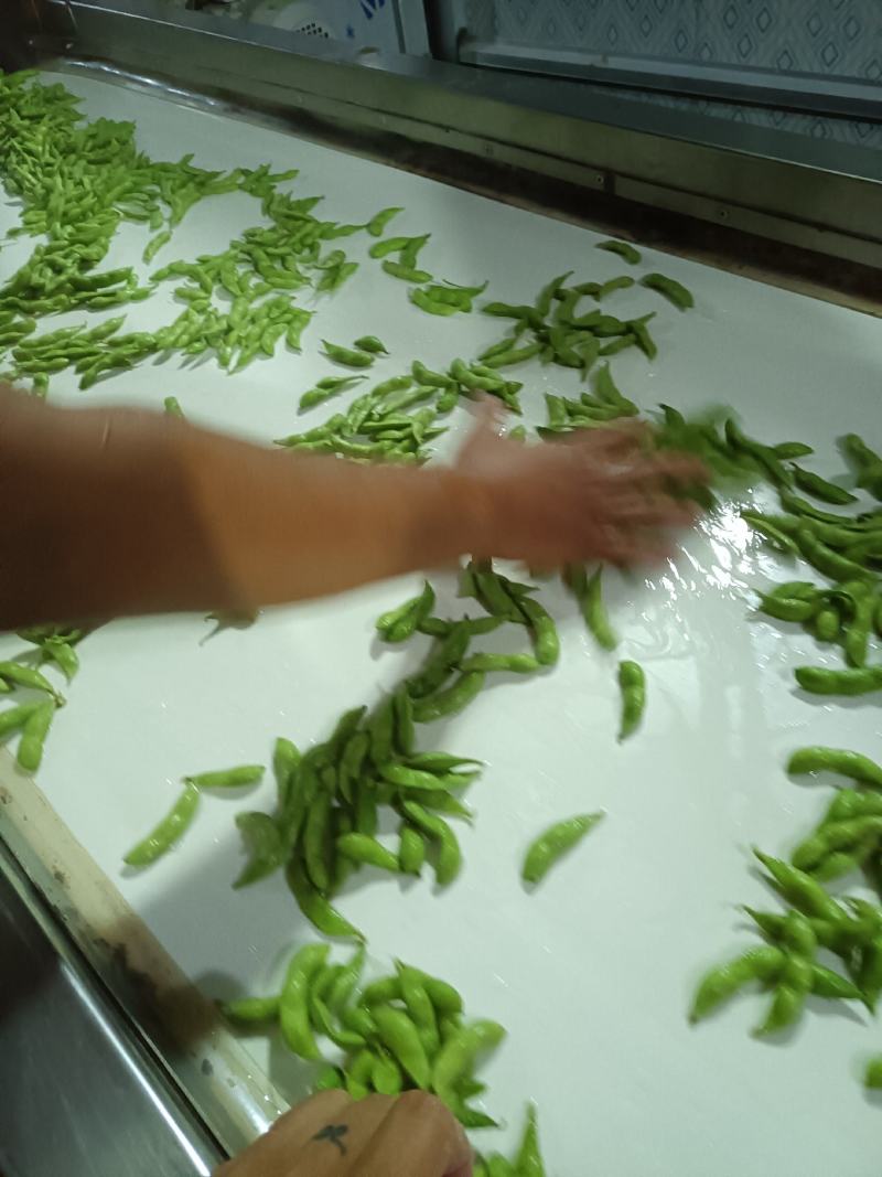 山东郯城开心绿毛豆大量上市中水洗入库一条龙