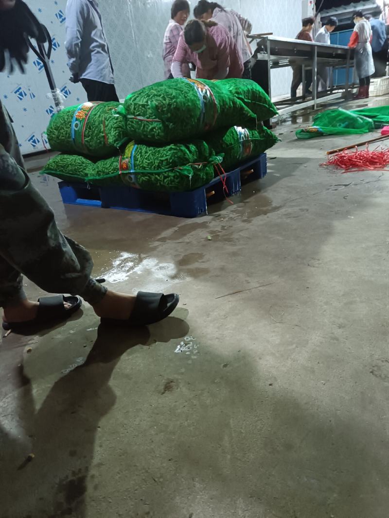 山东郯城开心绿毛豆大量上市中水洗入库一条龙