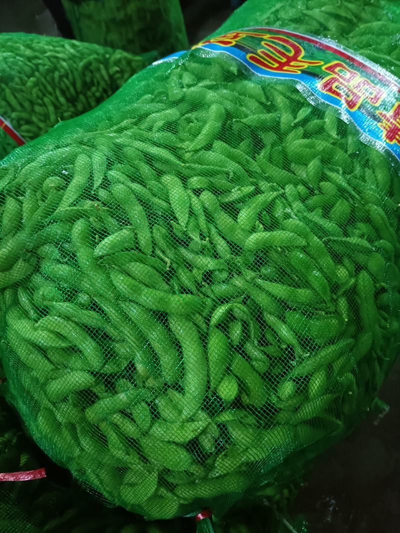 山东郯城开心绿毛豆大量上市中水洗入库一条龙