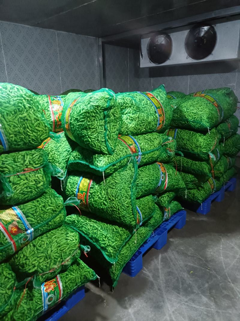 山东郯城开心绿毛豆大量上市中水洗入库一条龙