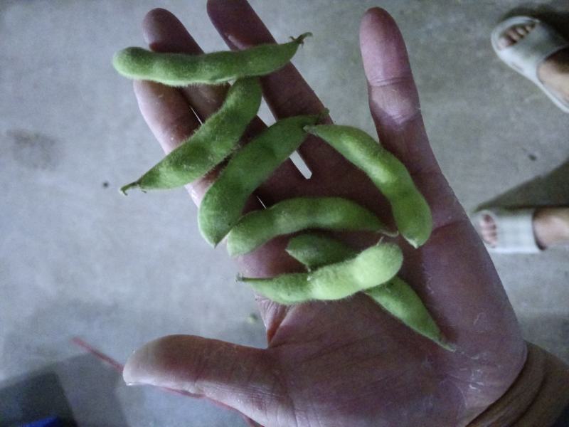 山东郯城开心绿毛豆大量上市中水洗入库一条龙