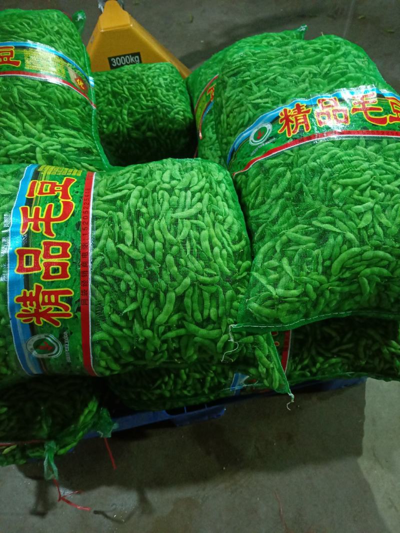 山东郯城开心绿毛豆大量上市中水洗入库一条龙