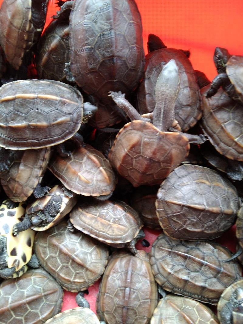 自家养殖中华草龟，大量出货中。