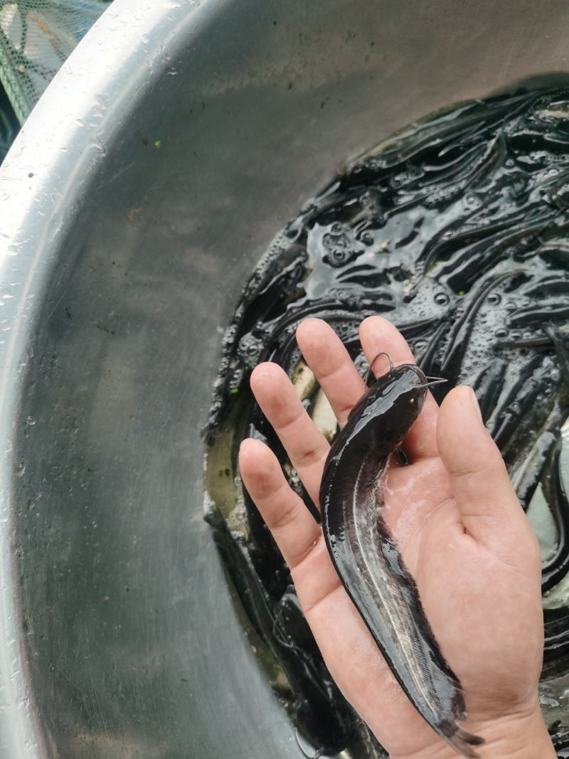 杂交大口鲶鱼苗，南方大口鲶具有生长速度