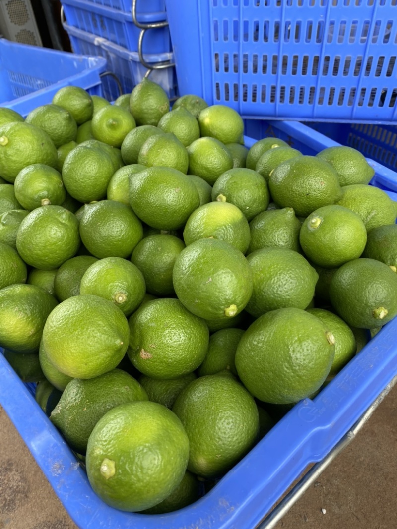 3000亩台湾优力克青柠檬