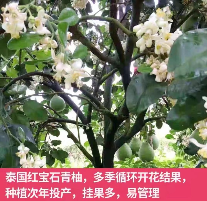 红宝石青柚当年结果一至三年苗