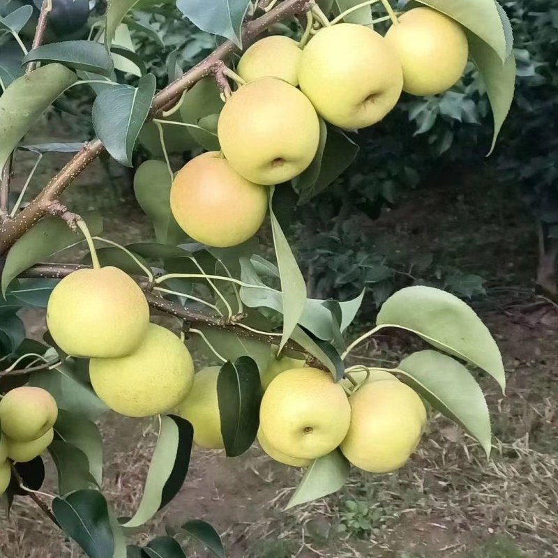 早熟一号，1295