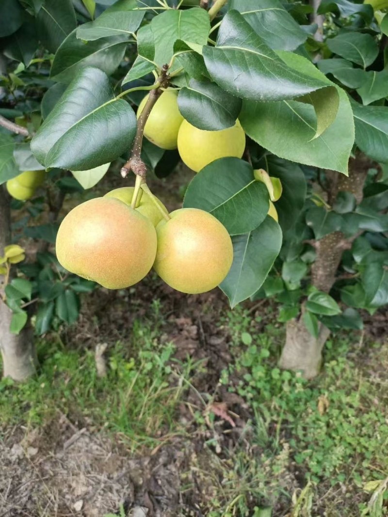 早熟一号，1295
