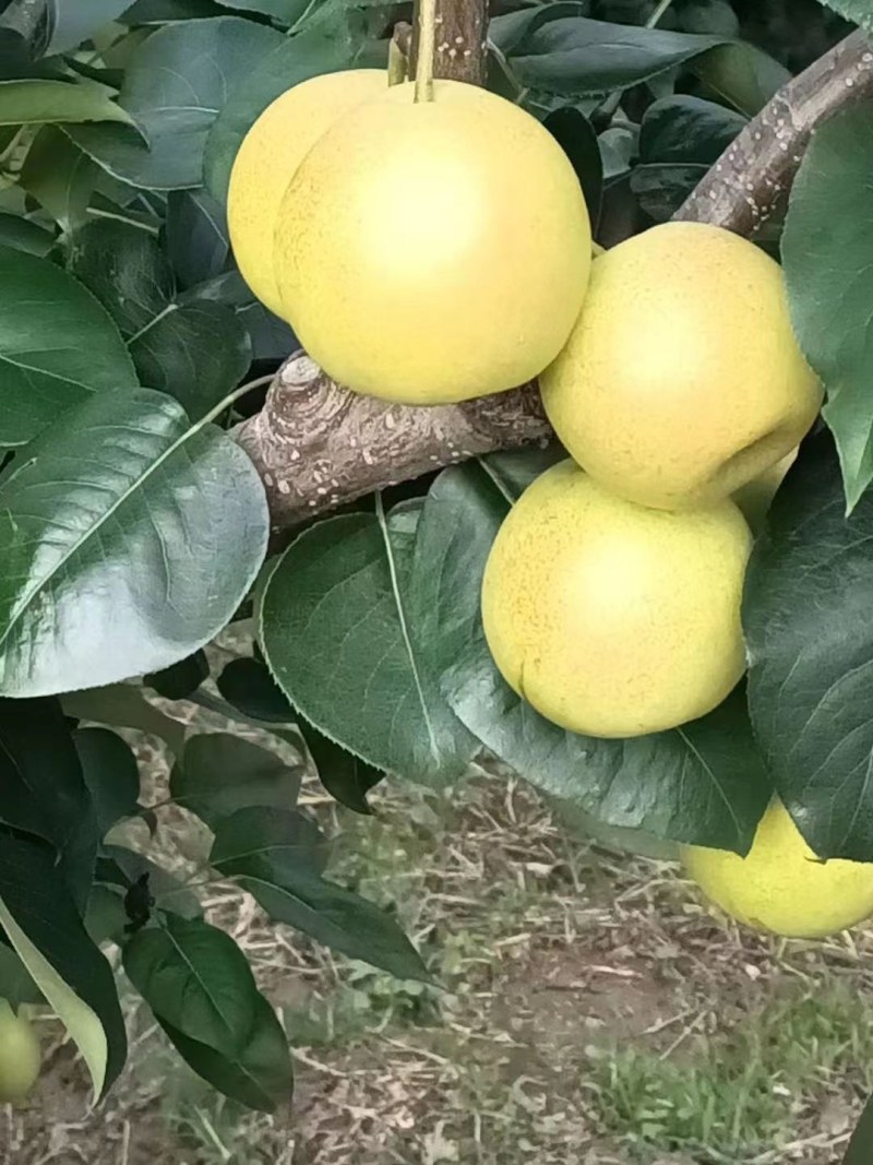 早熟一号，1295
